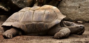 Prendre le temps avec son blog et devenir slowpreneur